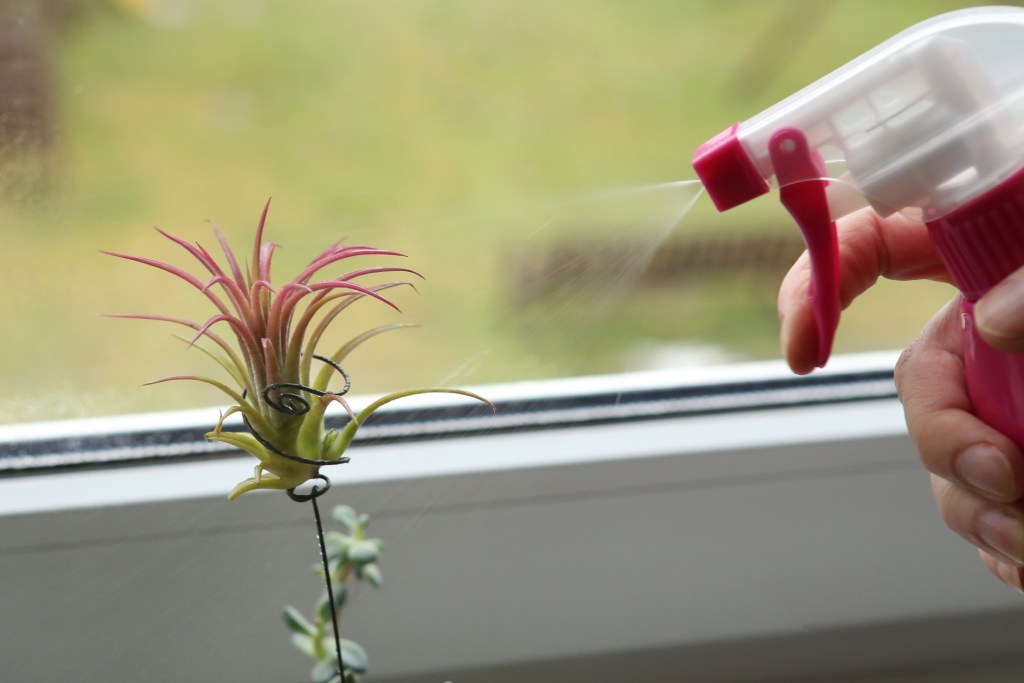Air plant misting