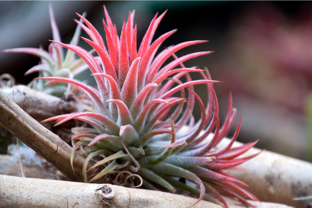 Tillandsia plant
