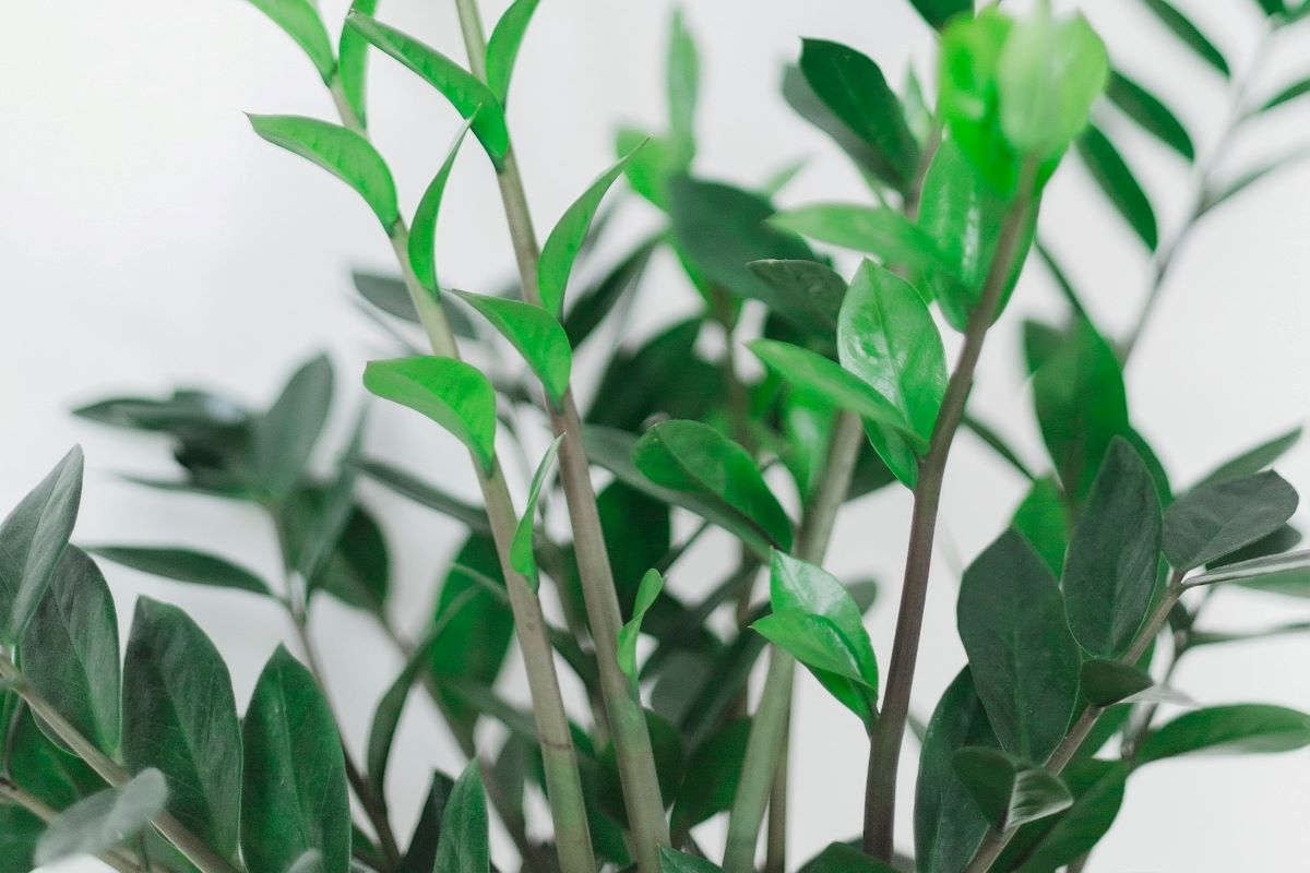 Branches of a ZZ plant