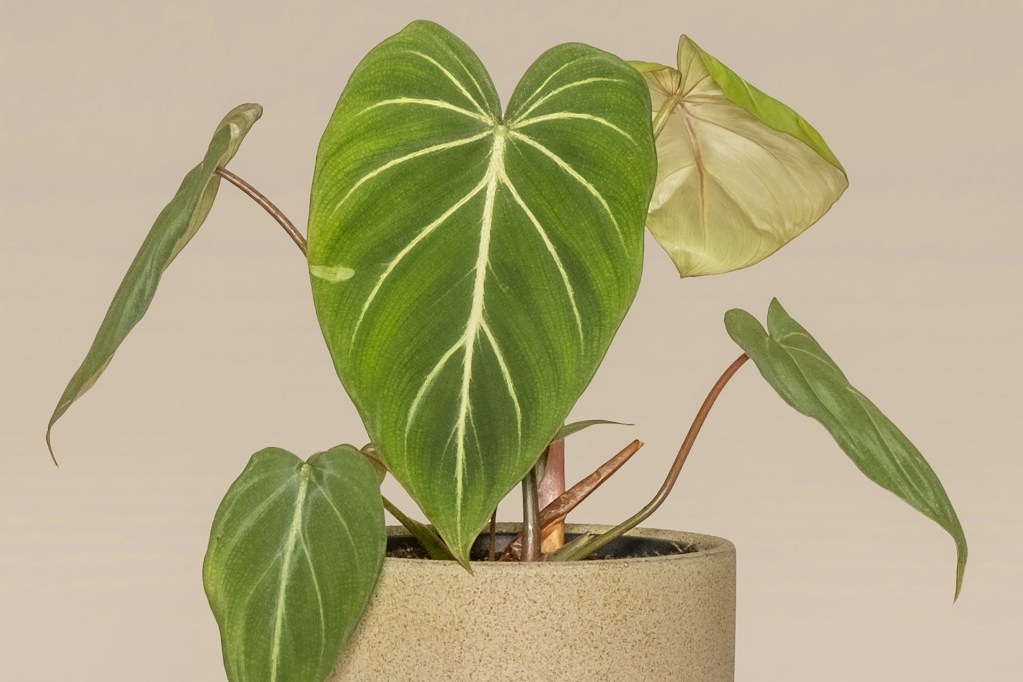 A philodendron gloriosum plant