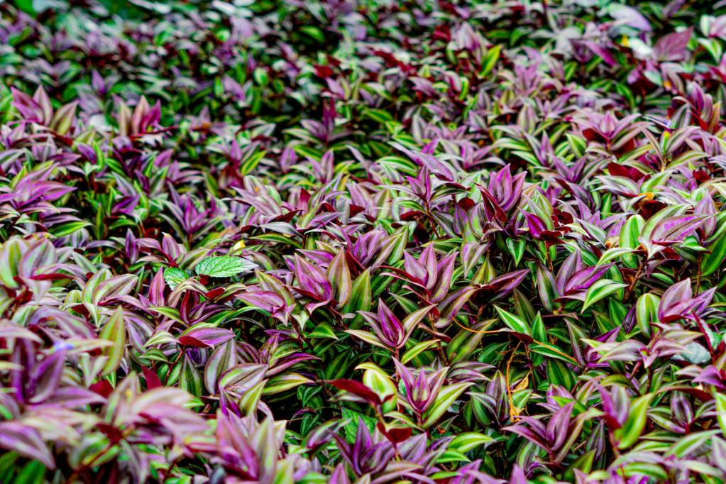 Many tradescantia nanouk plants