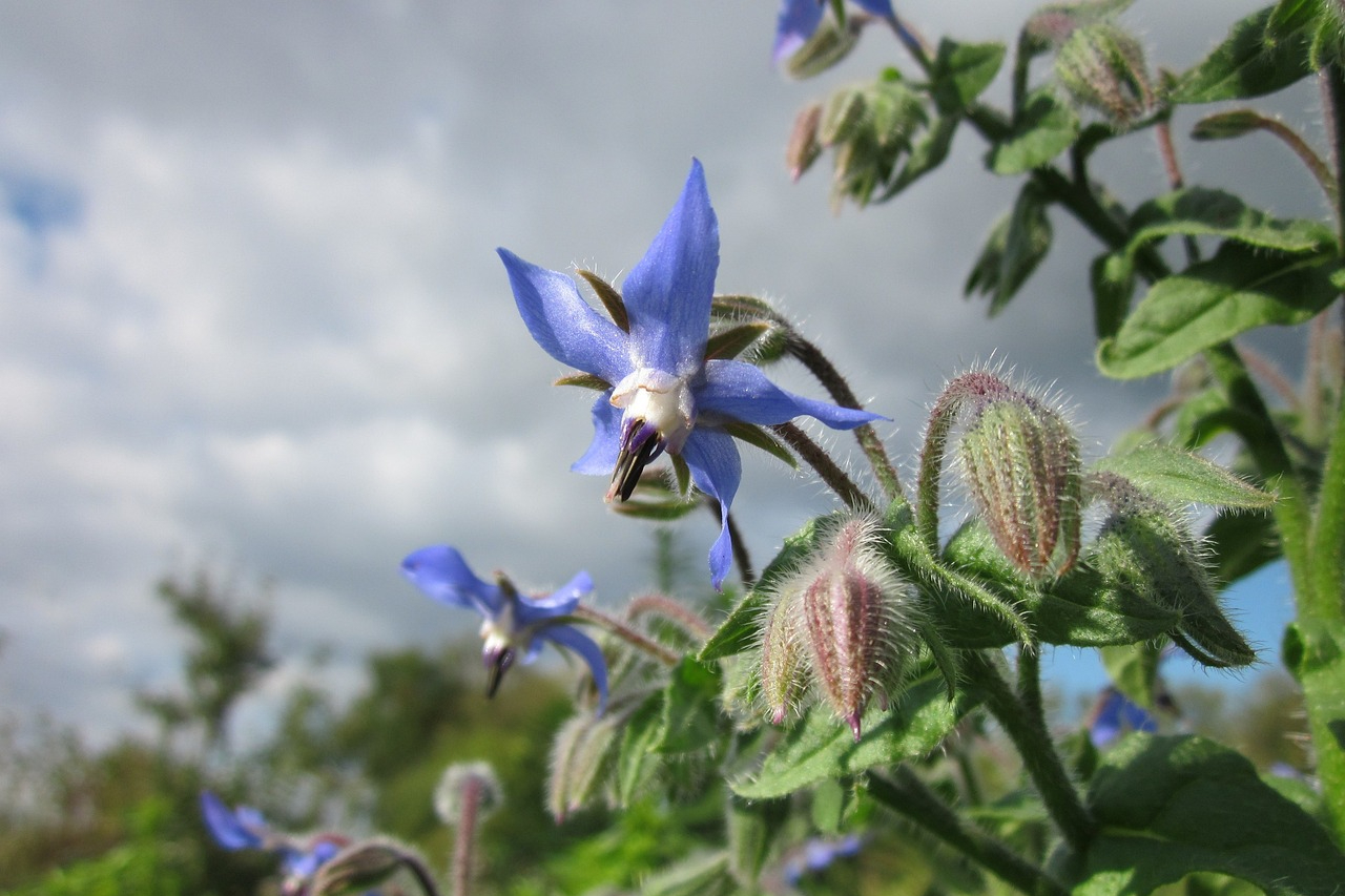 Blue borage flowers against a cloudy sky