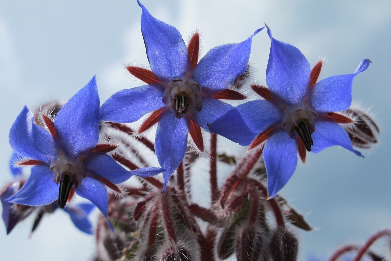 Borage plant with red stems and blue flowers