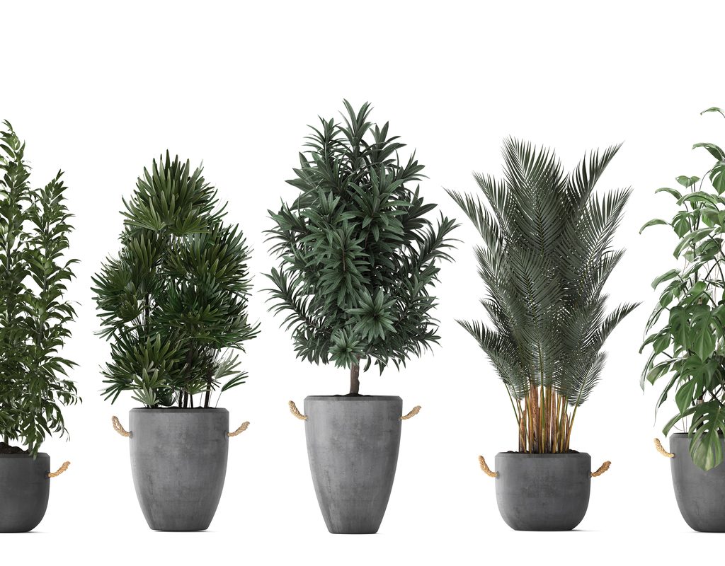 Five small potted trees on a white background