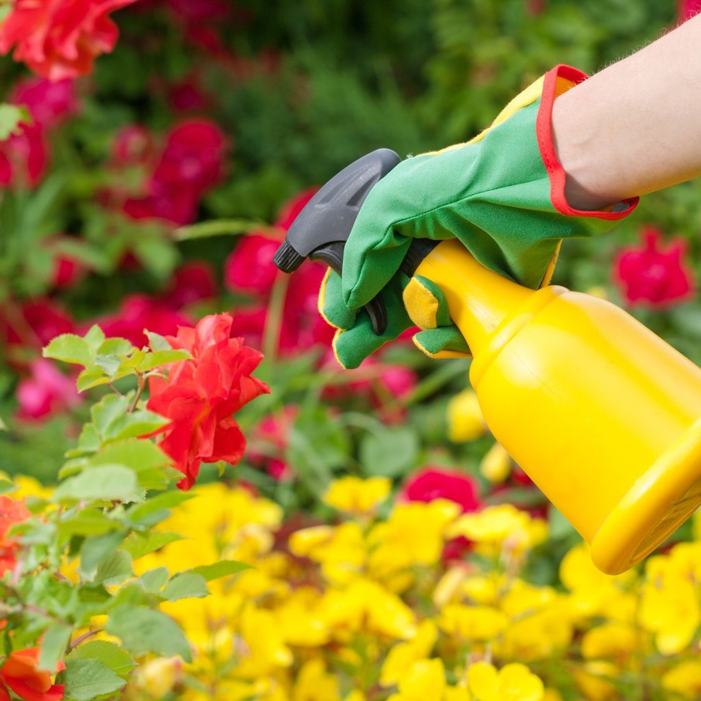 Spray bottle being used on garden plants