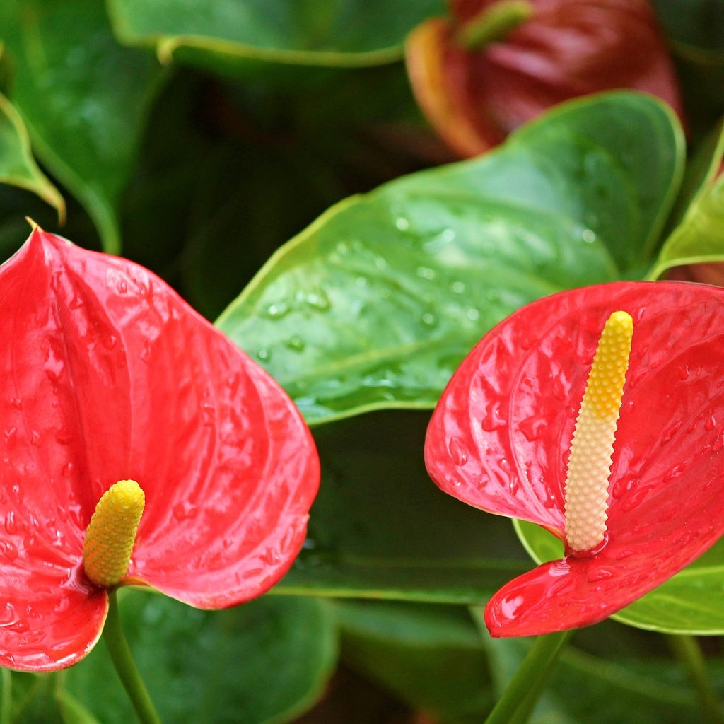 Anthurium blooms