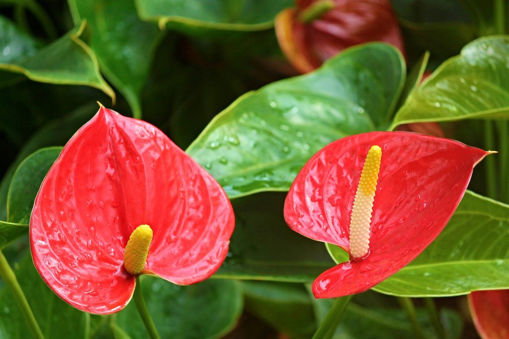 Anthurium blooms