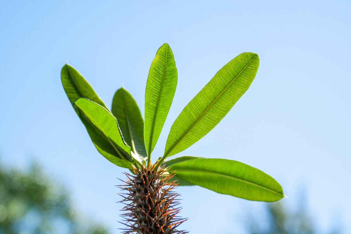 Baby Madagascar palm leaves