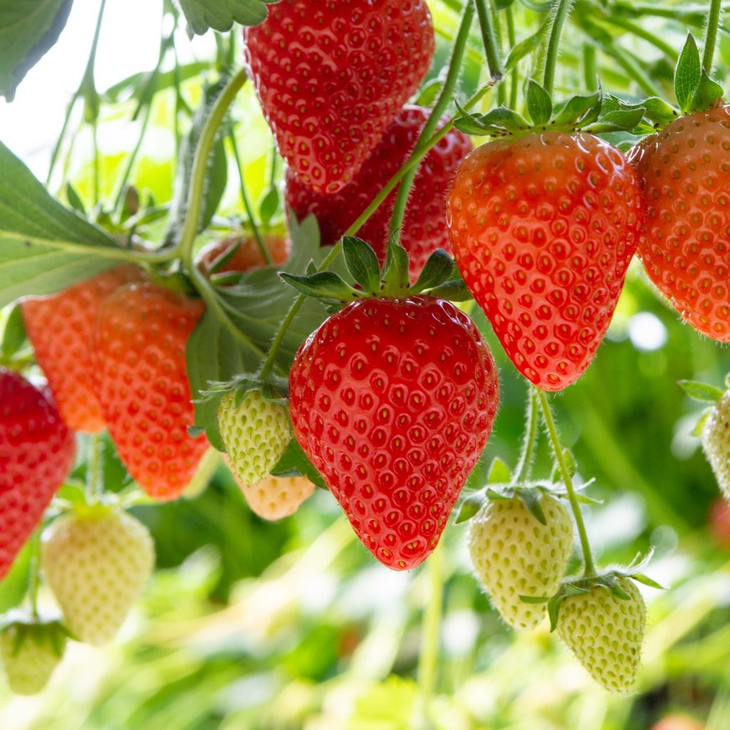 Red and green strawberries on vines