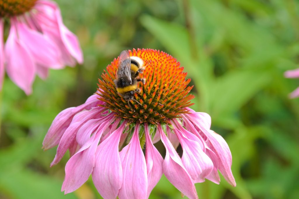 Purple coneflower with bee