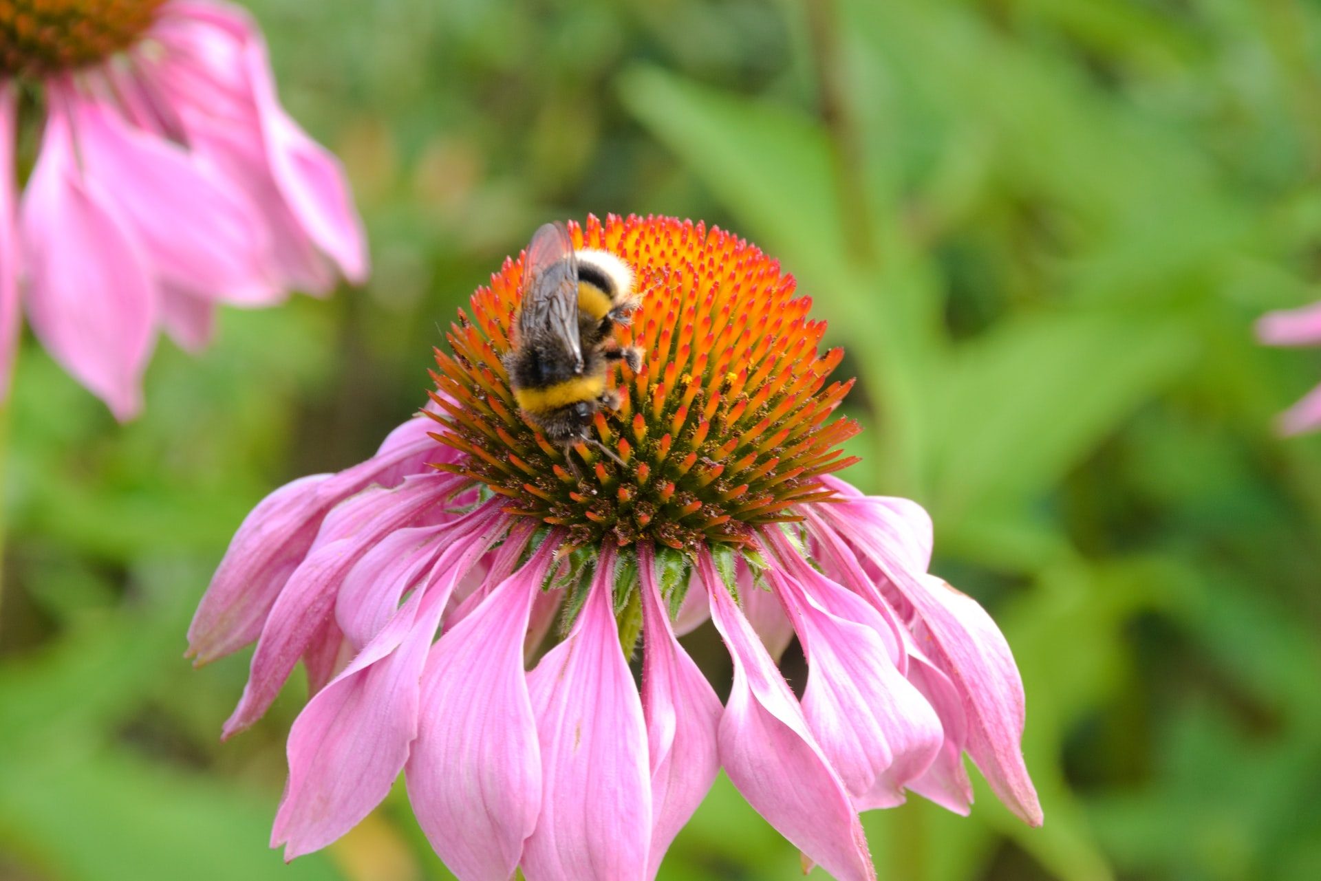 Purple coneflower with bee