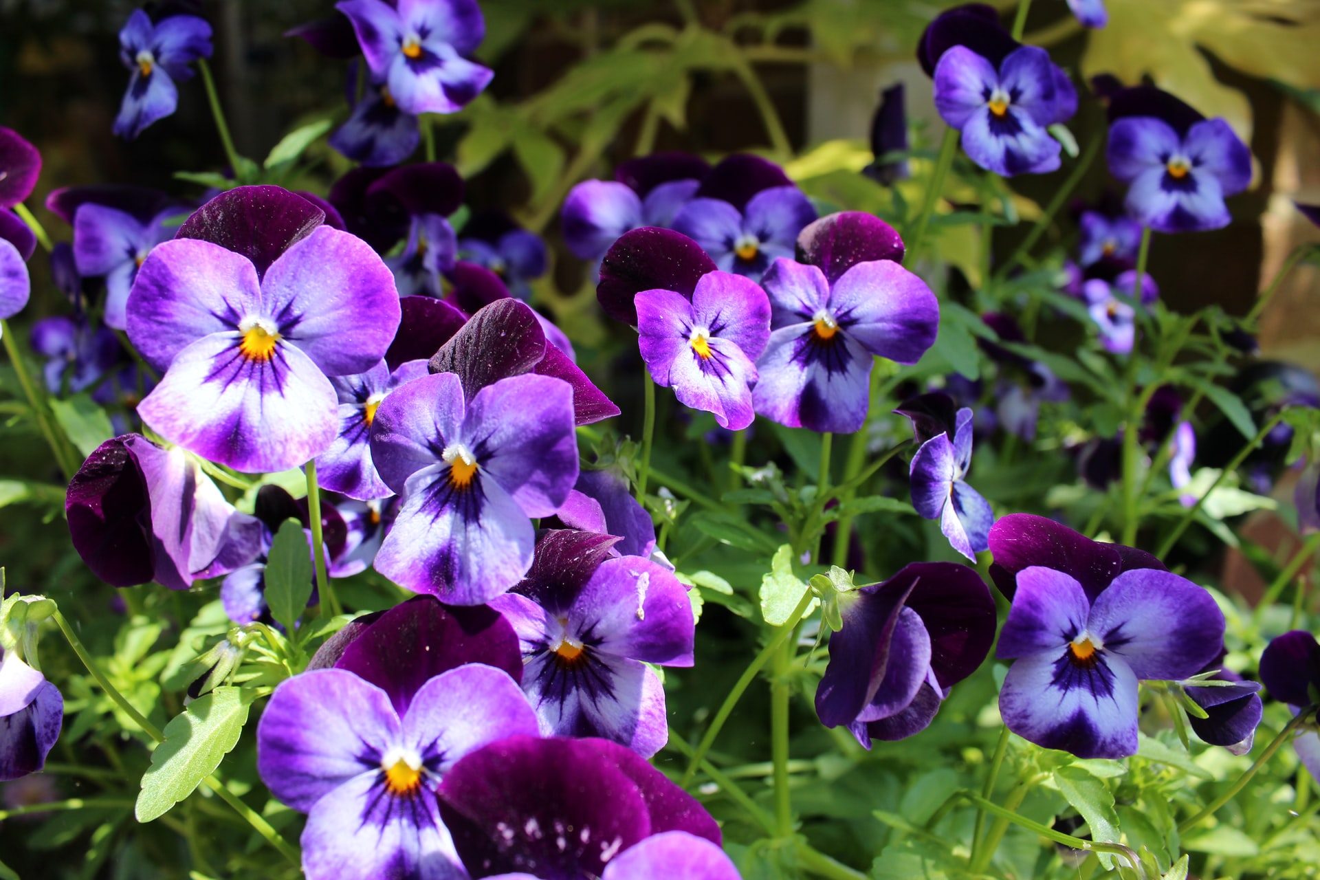 Purple and blue pansies outdoors