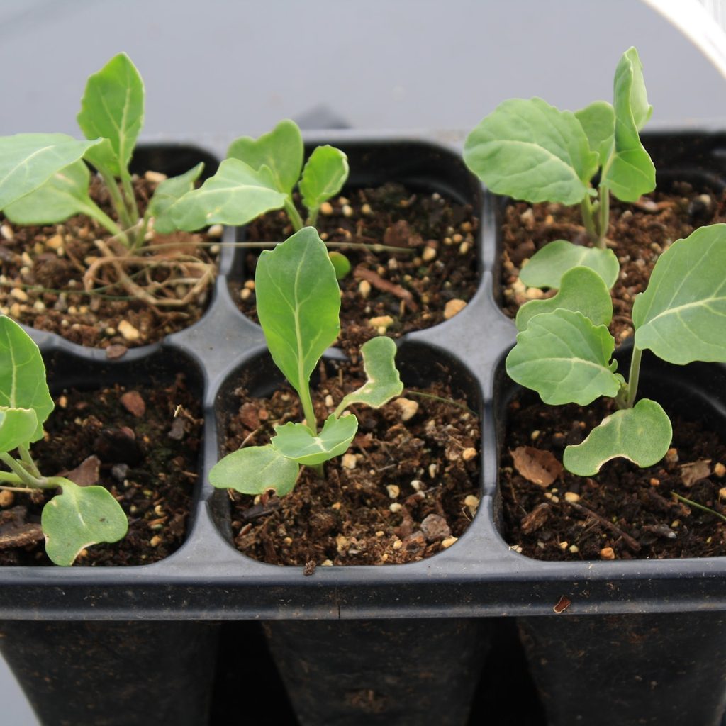 Six seedlings in a tray