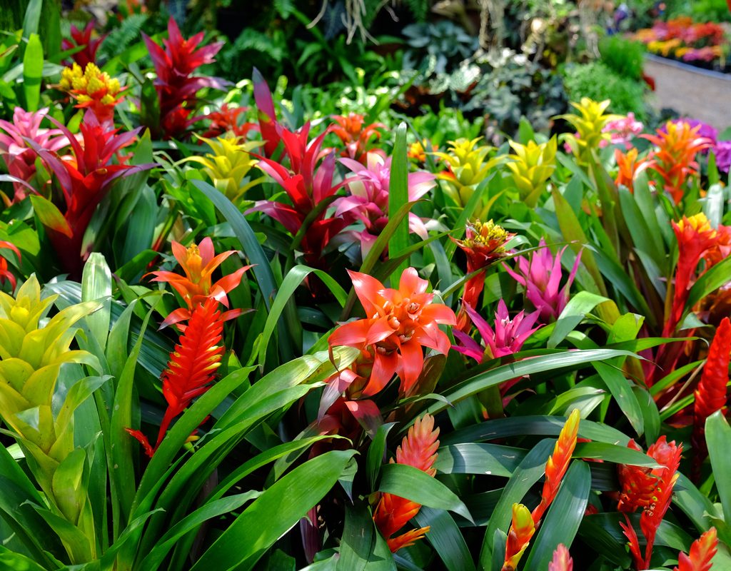A group of flowering bromeliads