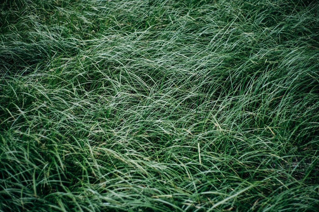 Dark green buffalo grass from above