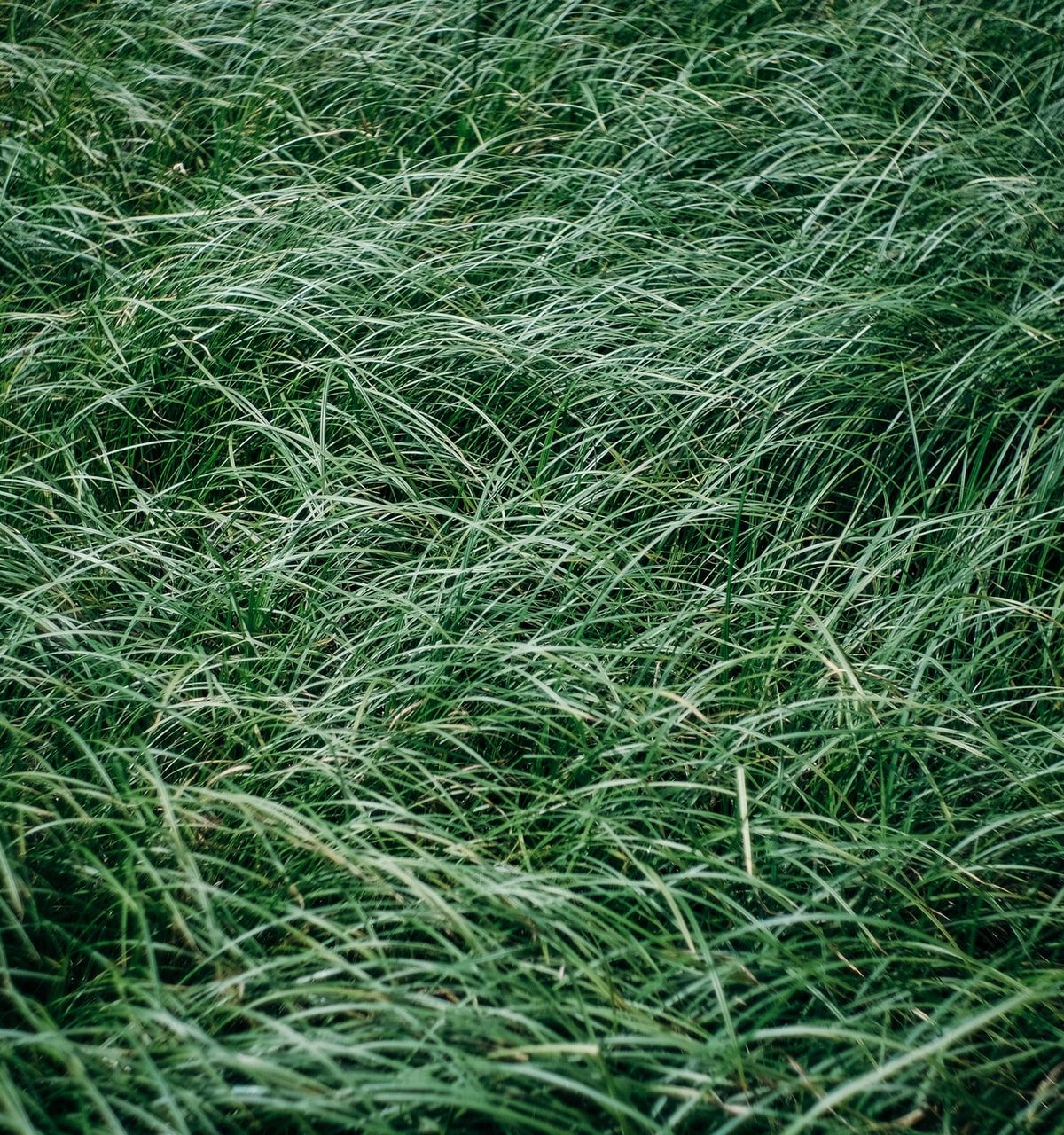 Dark green buffalo grass from above