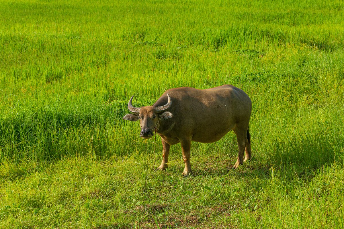 Buffalo standing in field of buffalo grass