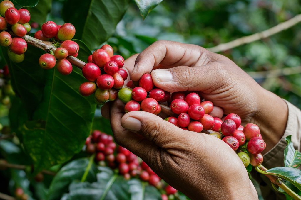 Harvesting coffee berries