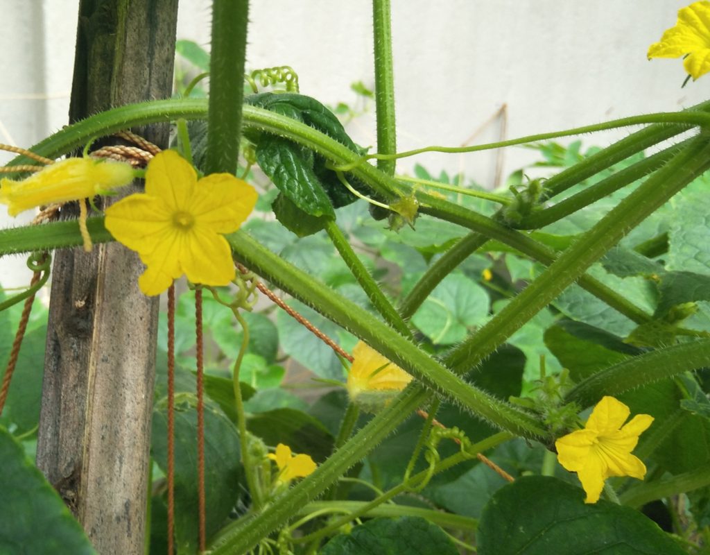 Cucumber vines flowering on trellis