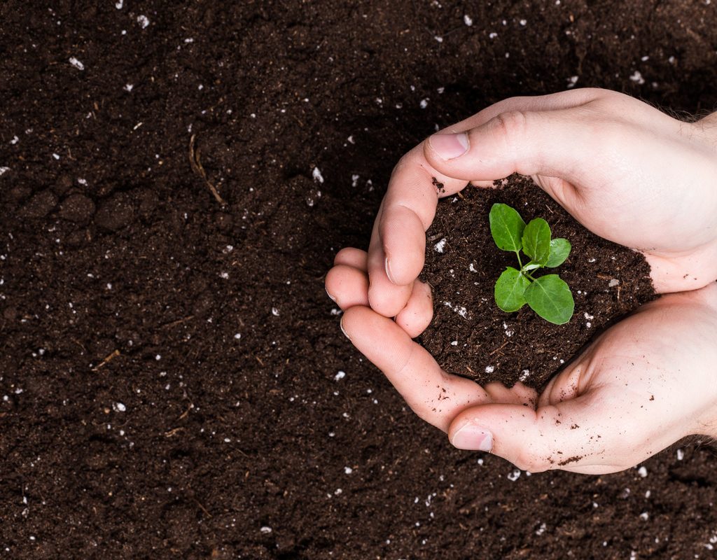 Cupped hands holding soil and a little seedling