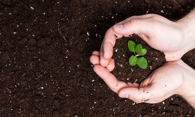 Cupped hands holding soil and little seedling