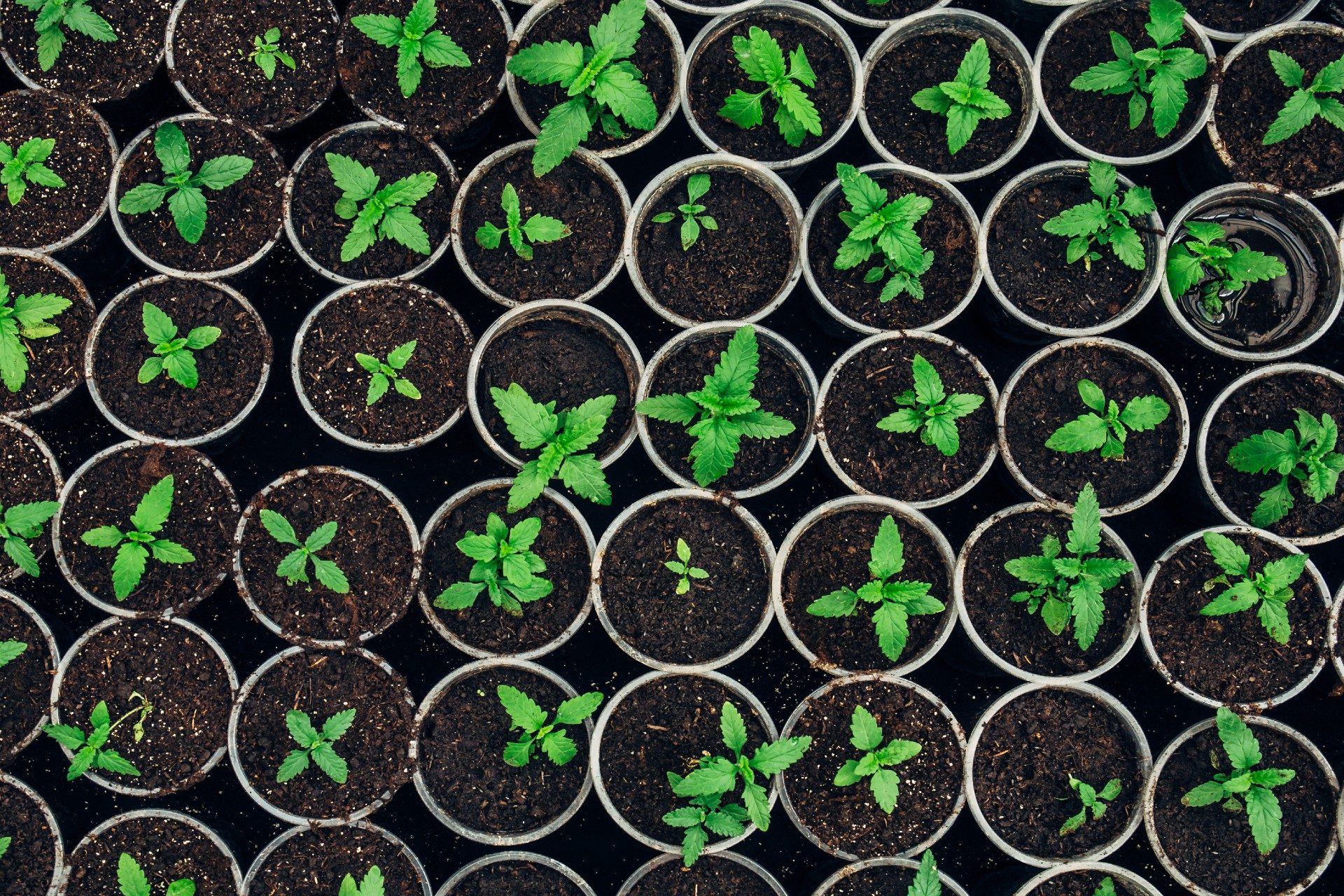 Small pots of growing herbs
