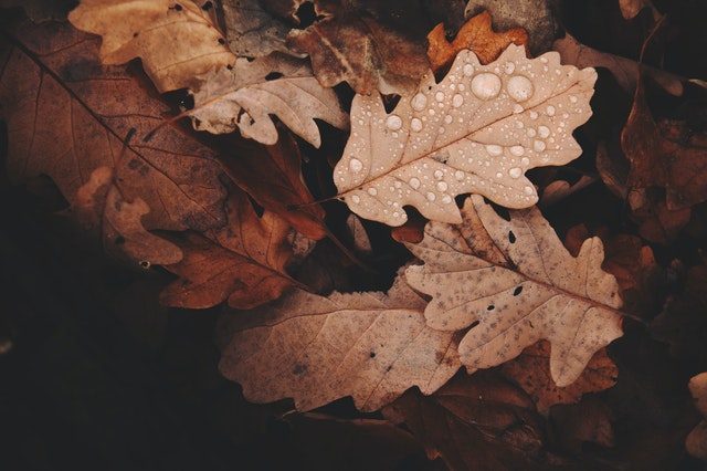 Brown fall leaves with water droplets