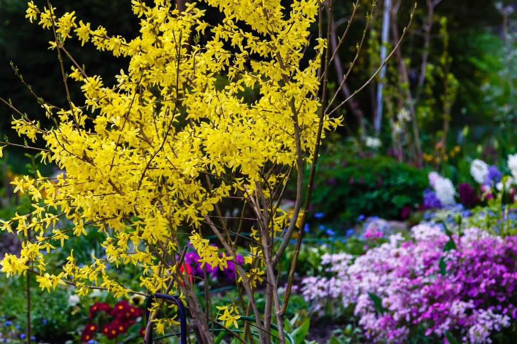 Forsythia growing in garden