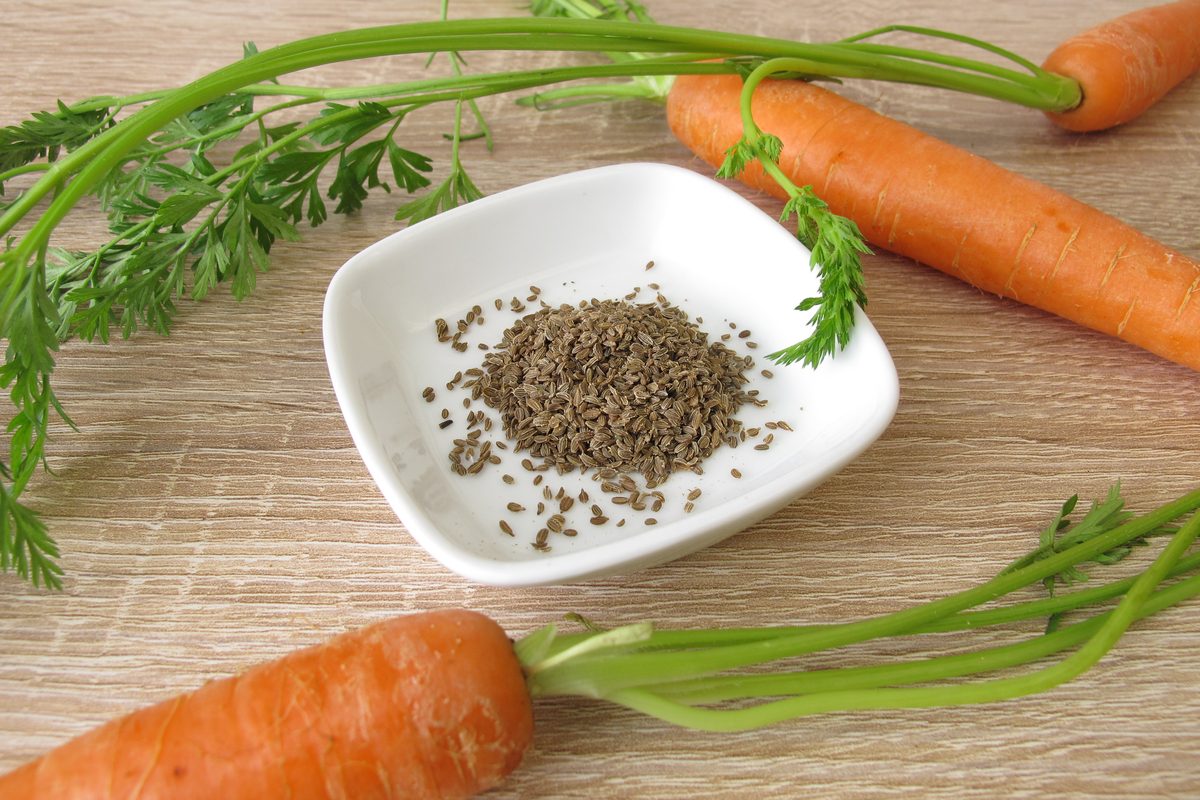 A bowl of harvested carrot seeds