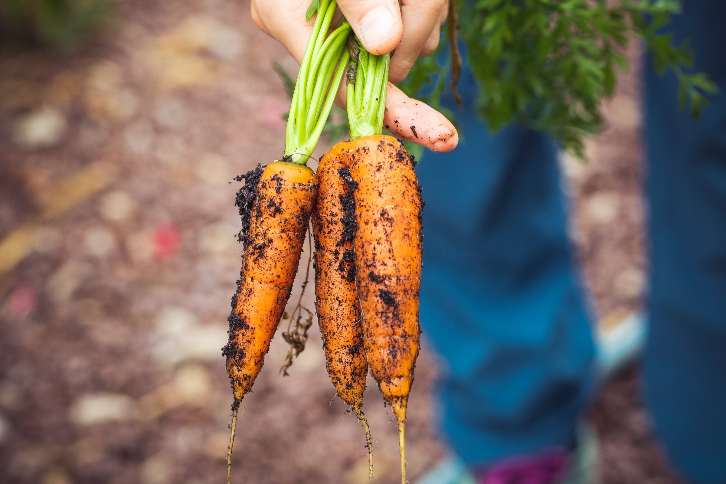Fresh carrots picked from a garden