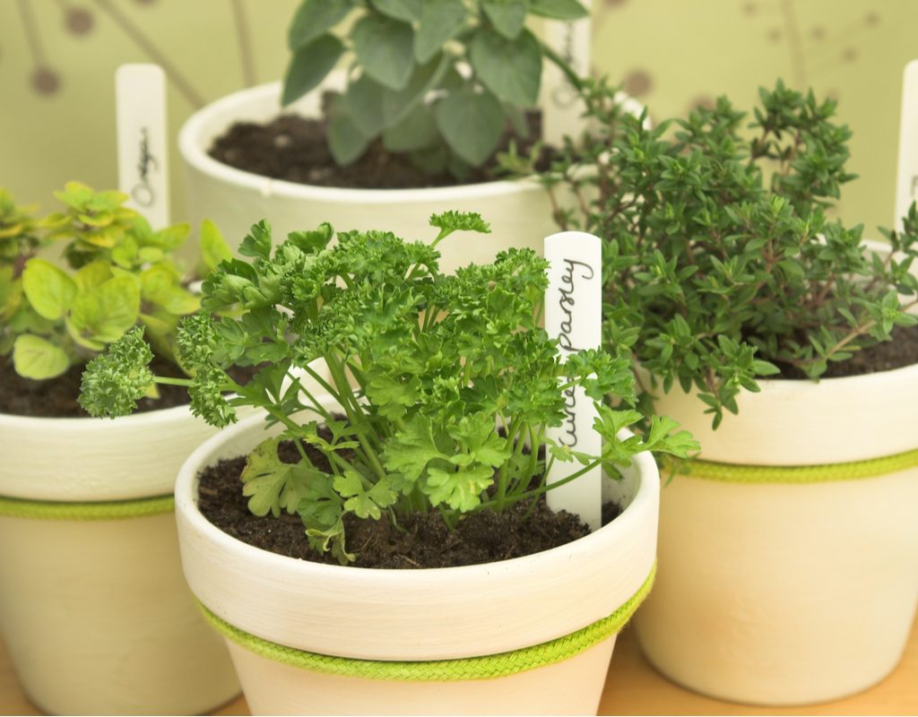 Four pots of fresh herbs