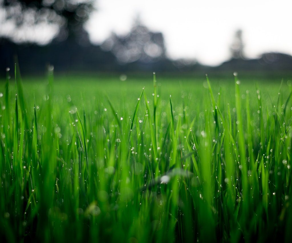 Buffalo grass with dew