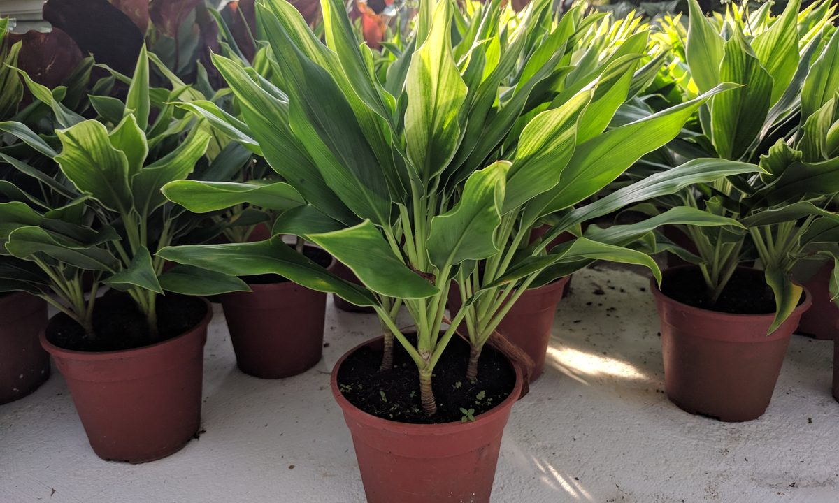 Potted green cordyline plants on the ground