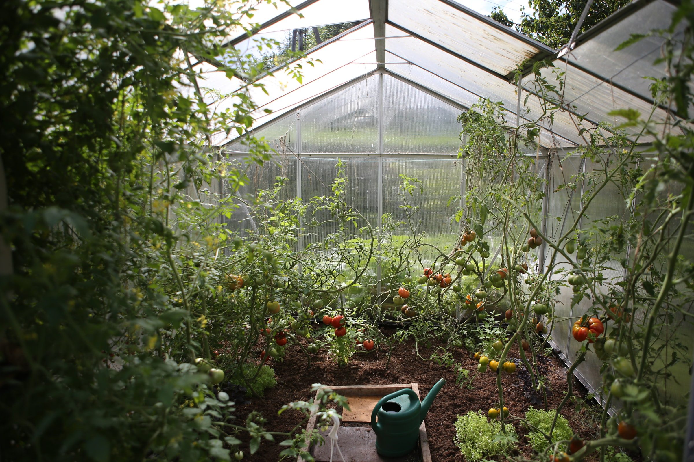 Inside of a greenhouse
