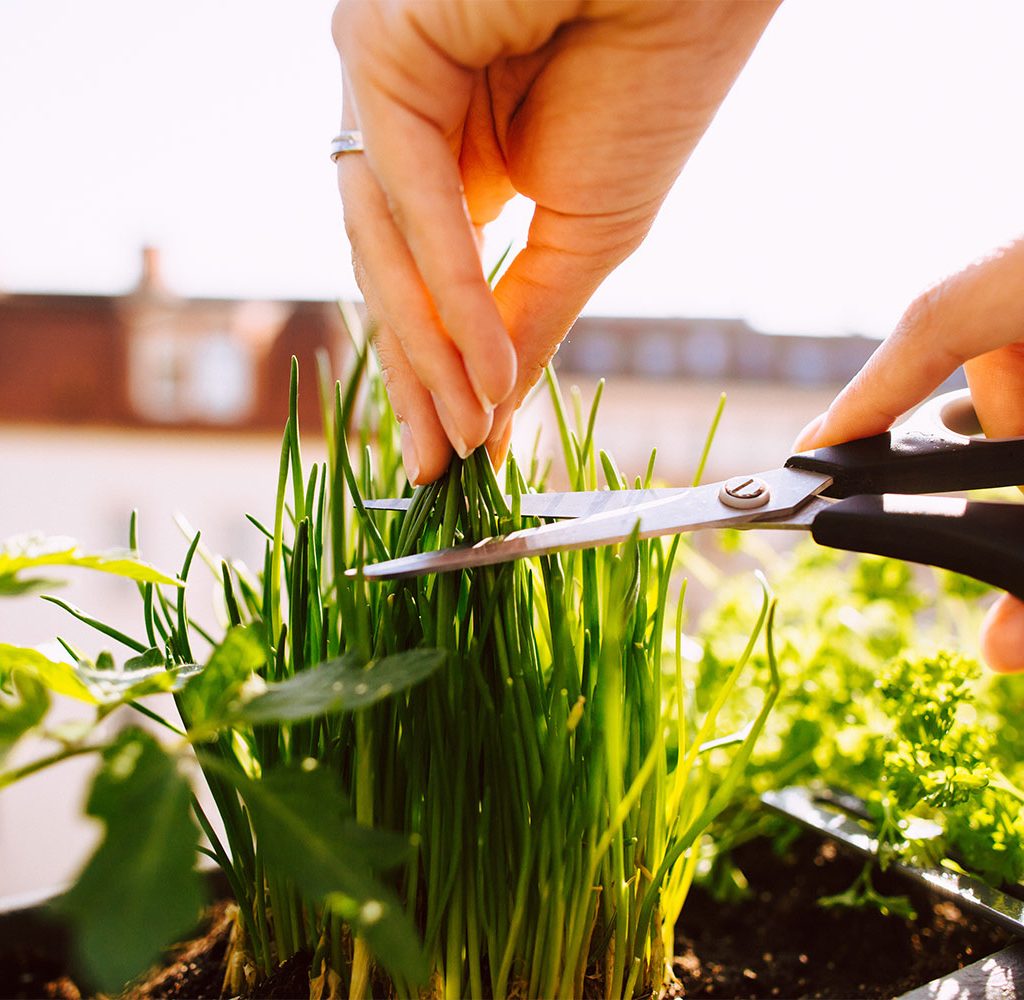 growing chives