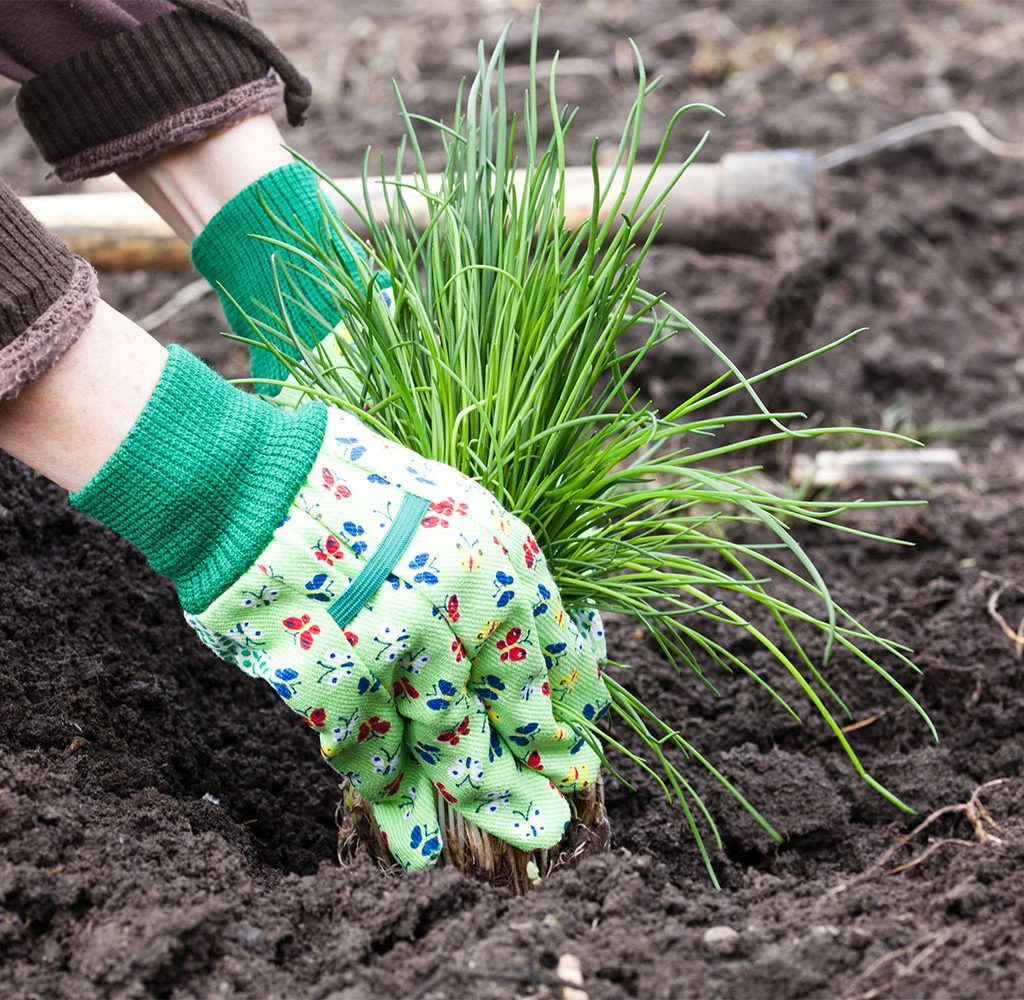 growing chives