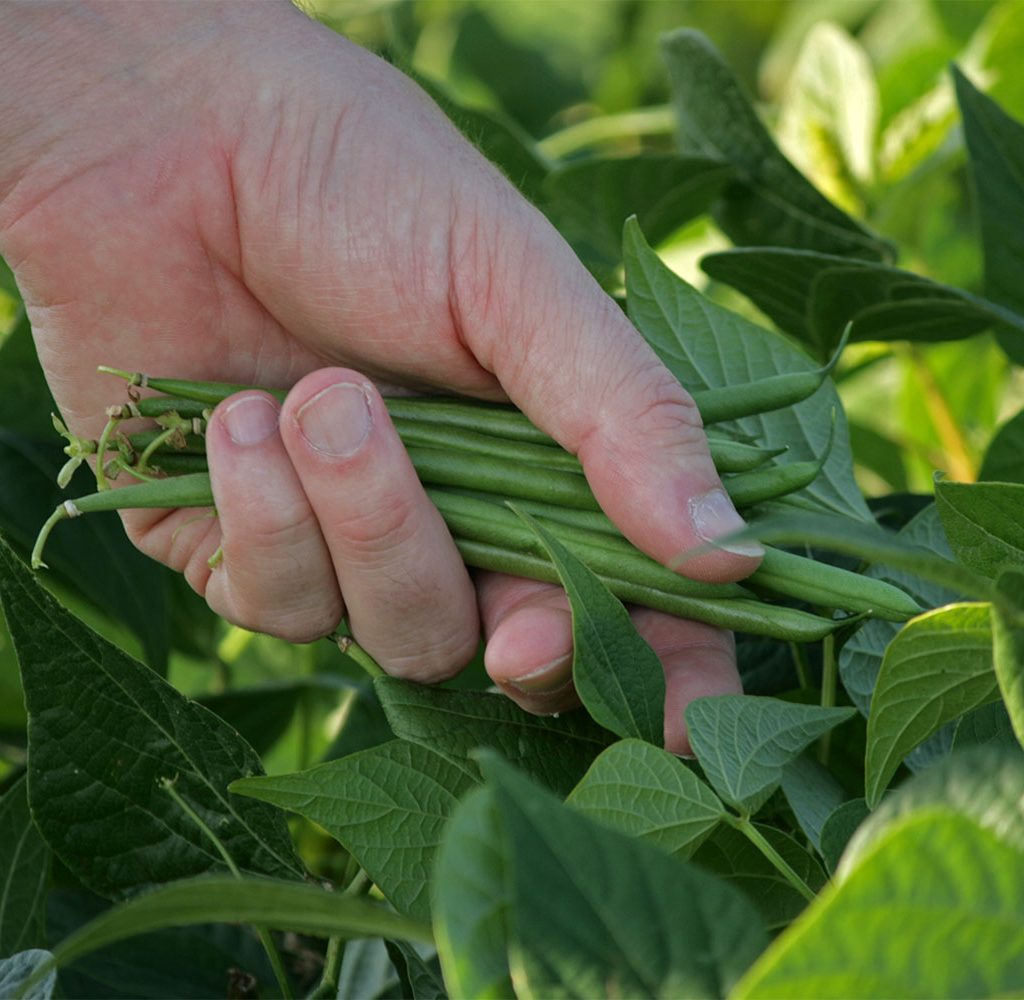 Growing green beans