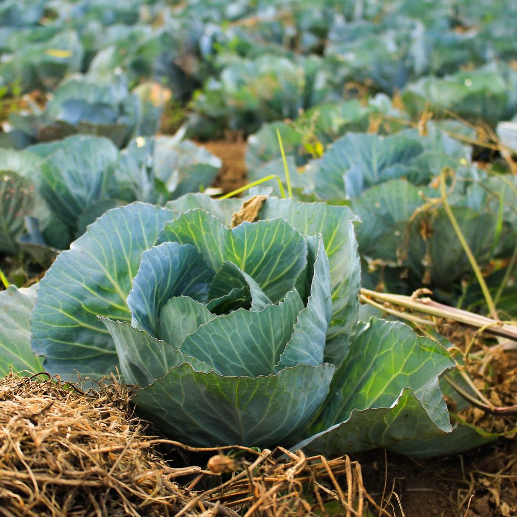 Lettuce in an outdoor garden with hay