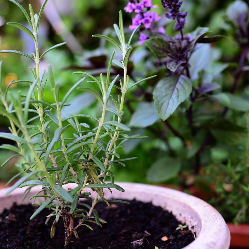 Growing rosemary