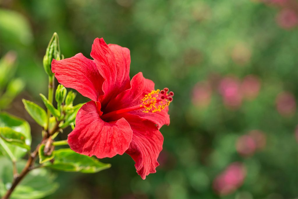 Hibiscus flower