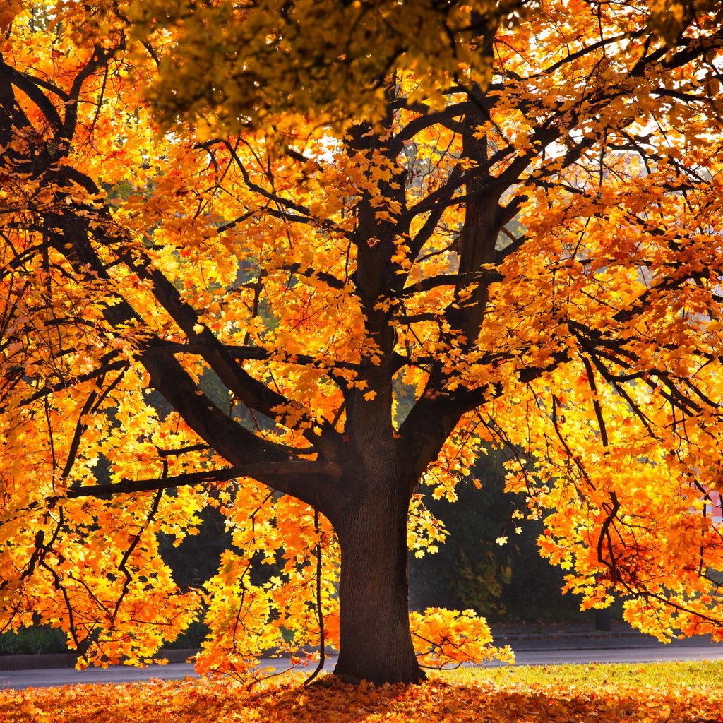 Large oak tree with orange leaves in autumn
