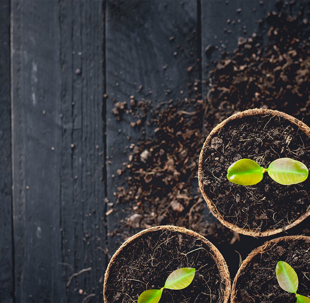 Seedlings growing in brown pots