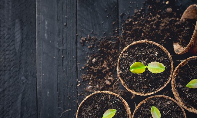 Seedlings growing in brown pots