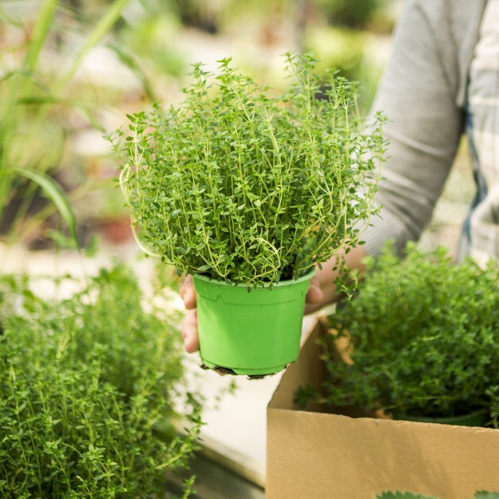 Woman placing pots of herbs into a box