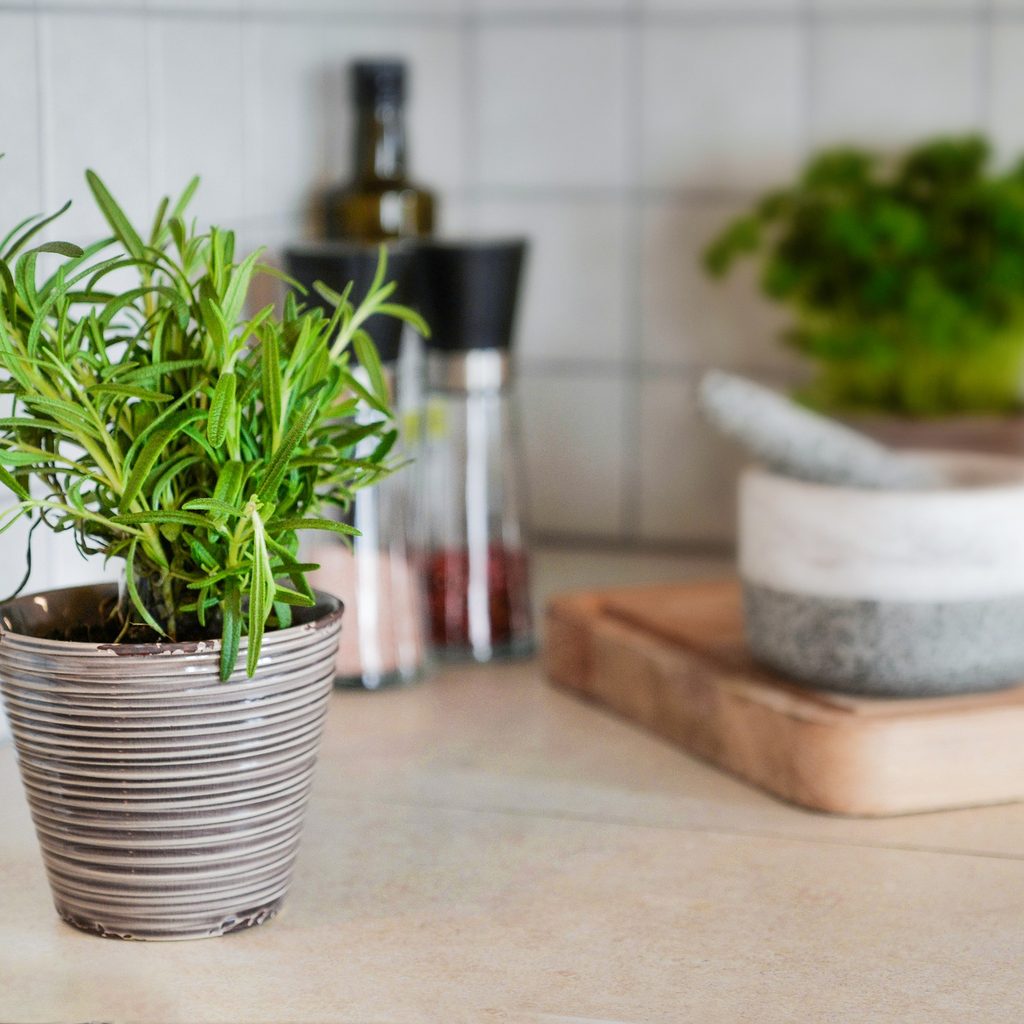 Rosemary growing in a kitchen