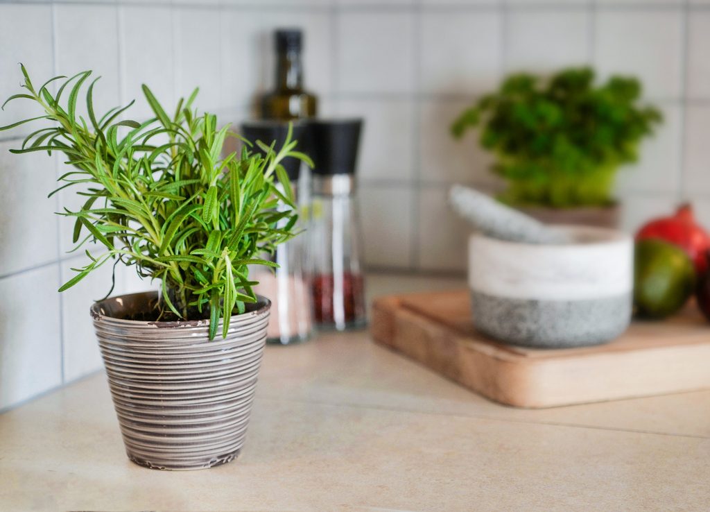 Rosemary growing in a kitchen
