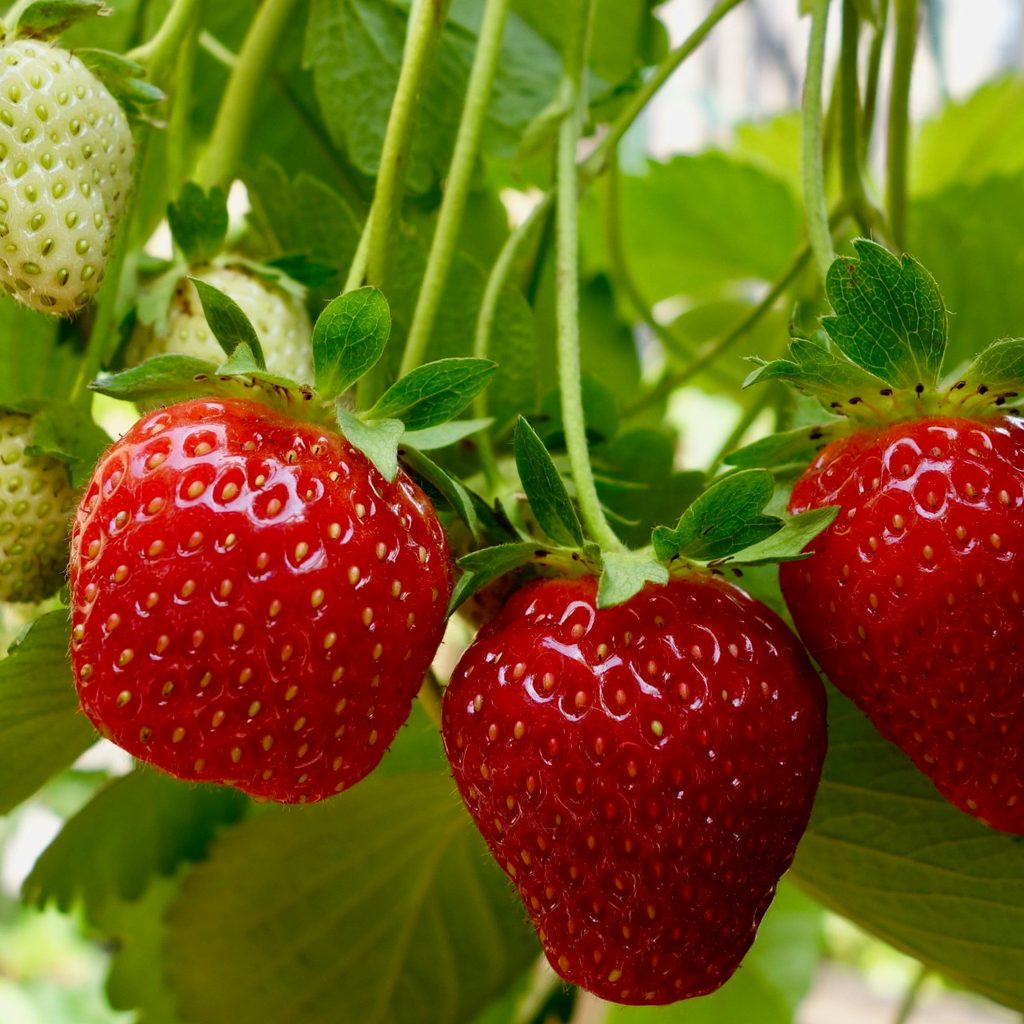 Strawberries growing vertically