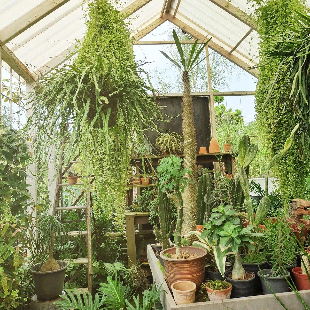 Greenhouse filled with numerous plants