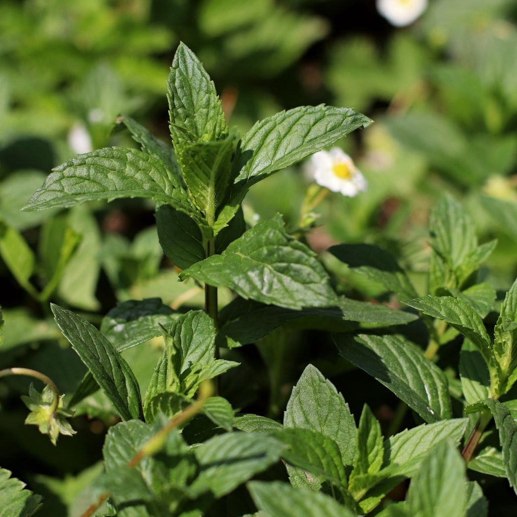Cluster of mint plants