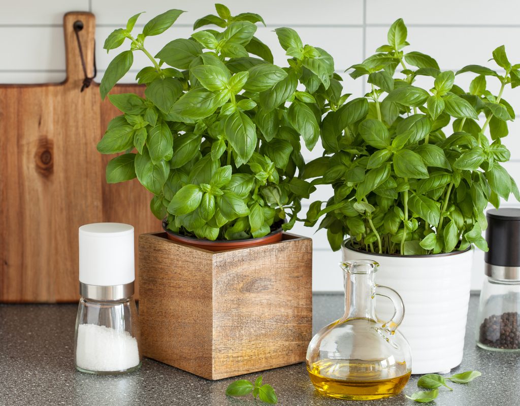 Potted basil growing in a kitchen